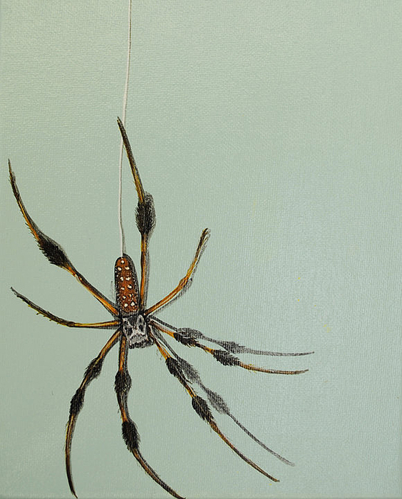 564x700 Banana Spider Painting By Jude Labuszewski - Spider Painting