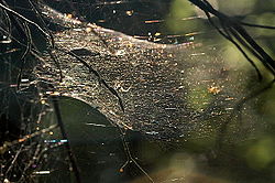 250x166 Cobweb Painting - Spider Web Painting