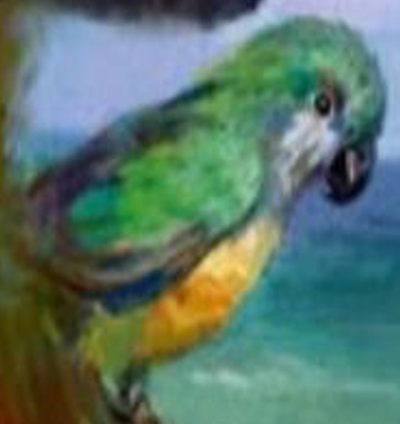 815x864 Painty's Parrot Encyclopedia Spongebobia Fandom Powered By Wikia - Spongebob Pirate Painting