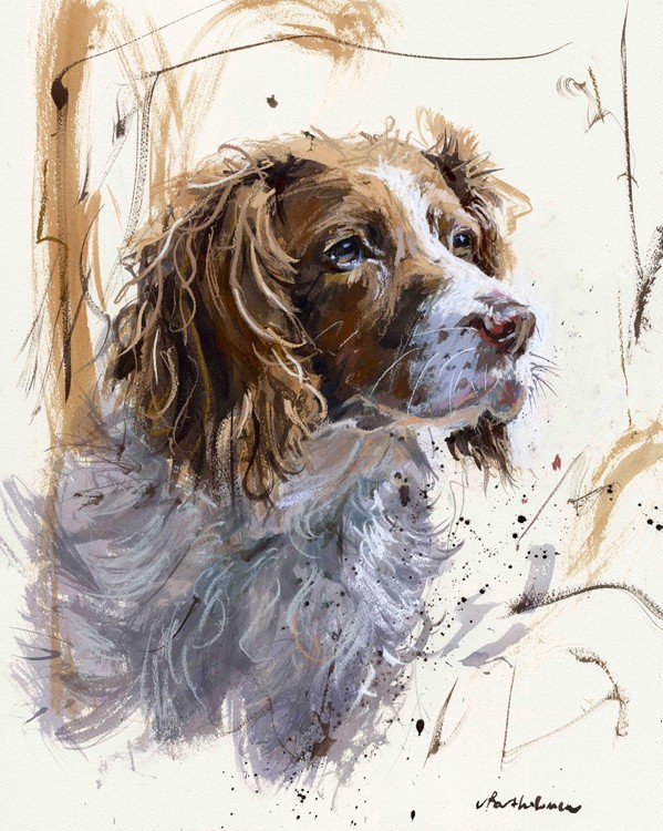 599x750 Springer Spaniel - Springer Spaniel Painting