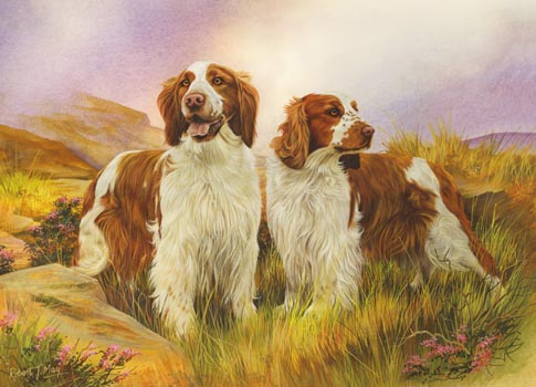 485x350 Welsh Springer Spaniel Print Wgd001 - Springer Spaniel Painting