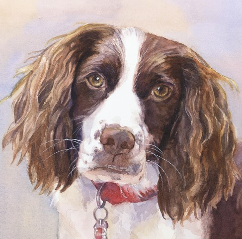 487x480 Edie Fagan - Springer Spaniel Painting