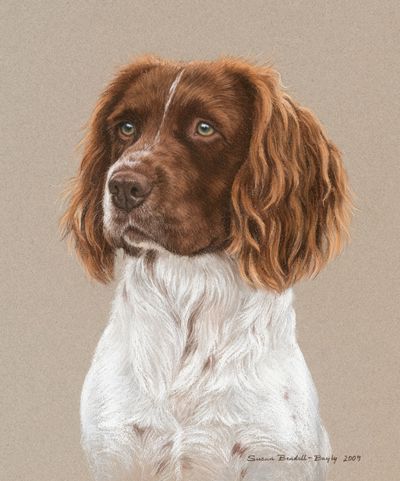 400x481 Springer Spaniel Painting - Springer Spaniel Painting