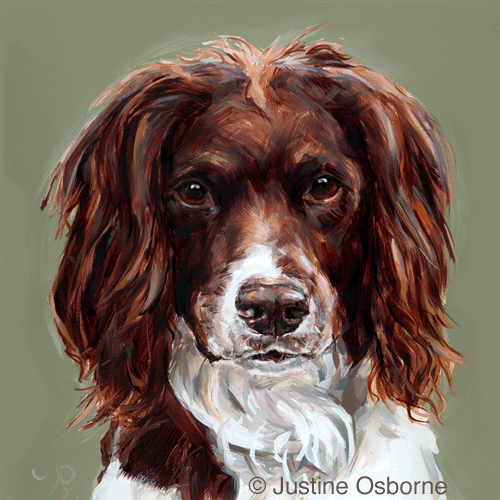500x500 Dog Art By Paintmydog - Springer Spaniel Painting