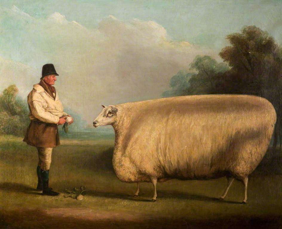 944x766 Sheep Twobestfriendsplay - Square Cow Painting