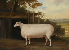 236x172 Fine English Naive School Livestock Painting (Sold By Robert Young - Square Sheep Painting