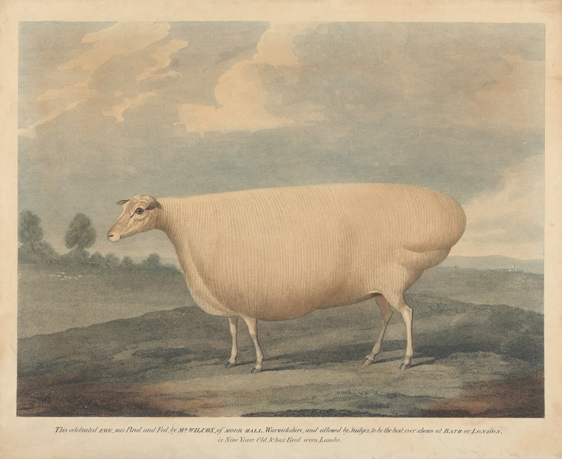 800x653 In 19th Century Britain, The Hottest Status Symbol Was A Painting - Square Sheep Painting