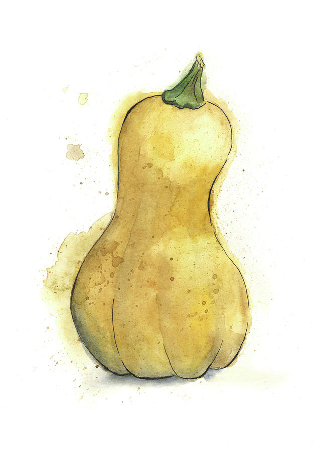 642x900 Butternut Squash Painted In Watercolor Painting By Andrea Hill - Squash Painting