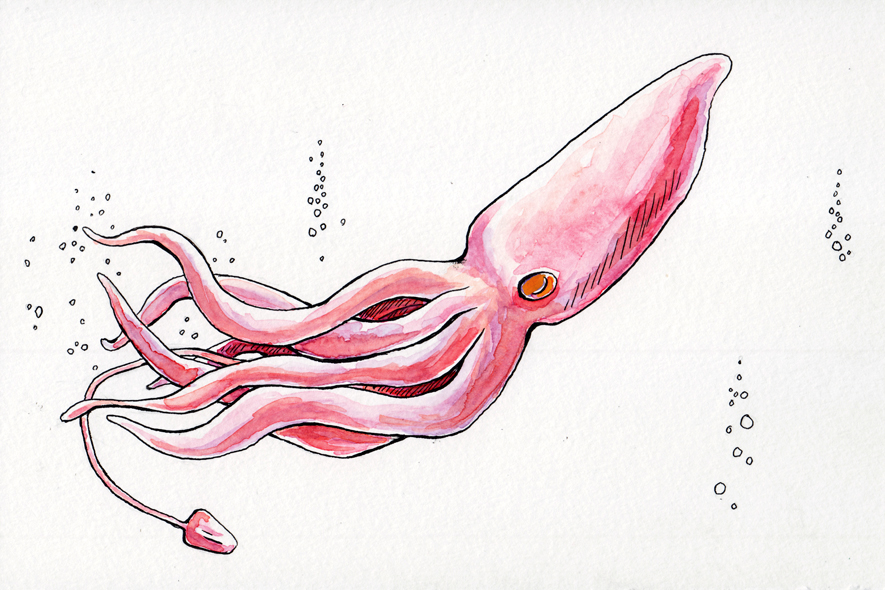 885x590 More Watercolor Painting The Squid Michelle Kondrich Illustration - Squid Painting