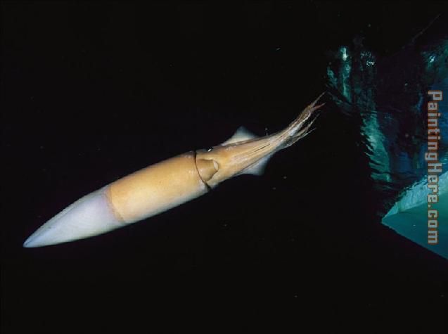 637x475 Sea Life Squid Painting Anysize 50% Off - Squid Painting