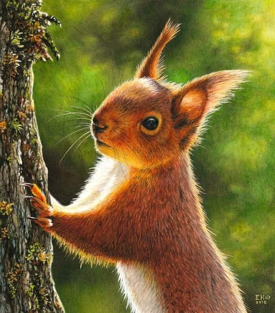 567x645 Red Squirrel Painting By Esthervanhulsen - Squirrel Painting