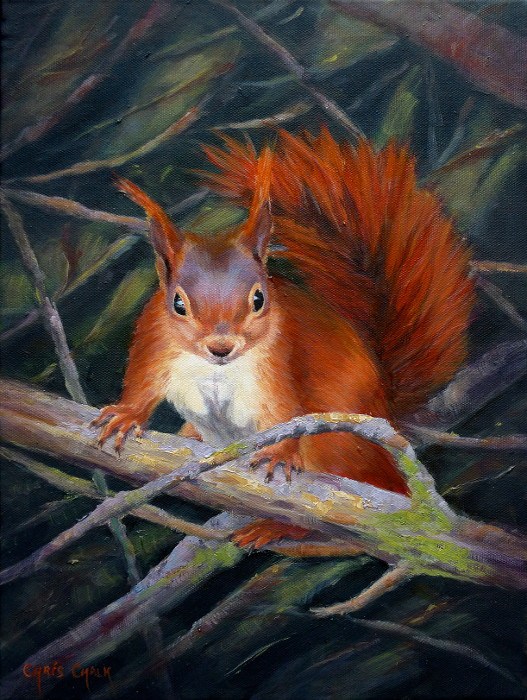 527x700 Red Squirrel Painting In Oils - Squirrel Painting