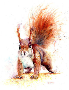 232x300 Watercolour Squirrel, Print Of Original Painting A3 Size - Squirrel Painting