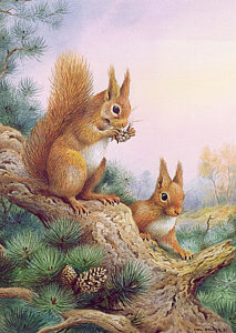 213x300 Pine Squirrel Paintings Fine Art America - Squirrel Painting