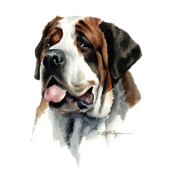 570x576 Saint Bernard Art Print Dog Painting By Watercolor Artist Dj - St Bernard Painting