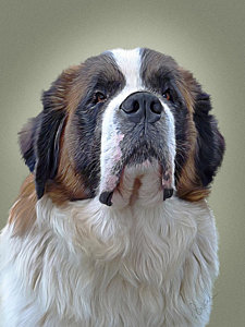 225x300 Saint Bernard Painting By Sarah Dowson - St Bernard Painting