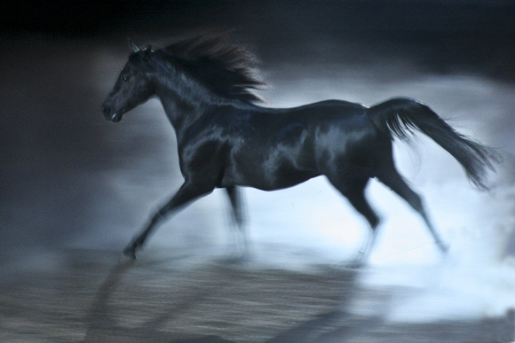 580x387 Chris Weigl Photography Beauty And Grace Black Stallion Painting - Stallion Painting