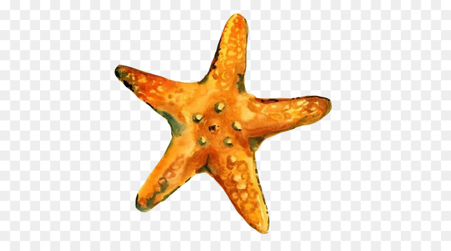 900x500 Watercolor Painting Starfish Canvas Drawing - Starfish Painting Canvas