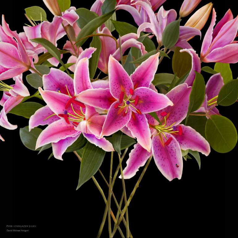 770x770 Saatchi Art Stargazer Lilies Painting By David Arrigoni - Stargazer Lily Painting