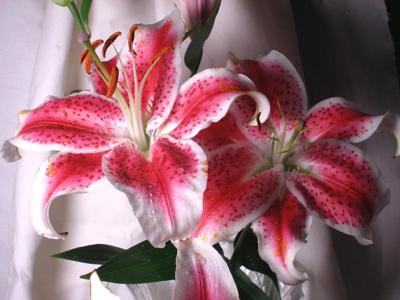 400x300 Stargazer Lily, Lily Flower - Stargazer Lily Painting