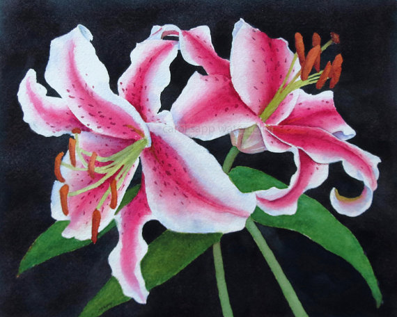 570x456 Stargazer Lilies Watercolor Lily Painting Botanical - Stargazer Painting