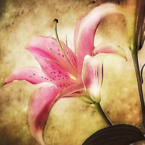 299x300 Large Floral Lily Painting Canvas Stargazer Framed Ebay - Stargazer Painting