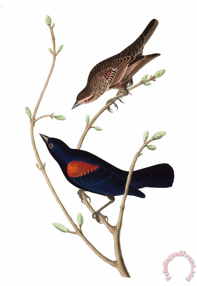 664x960 John James Audubon Prairie Starling Painting - Starling Painting