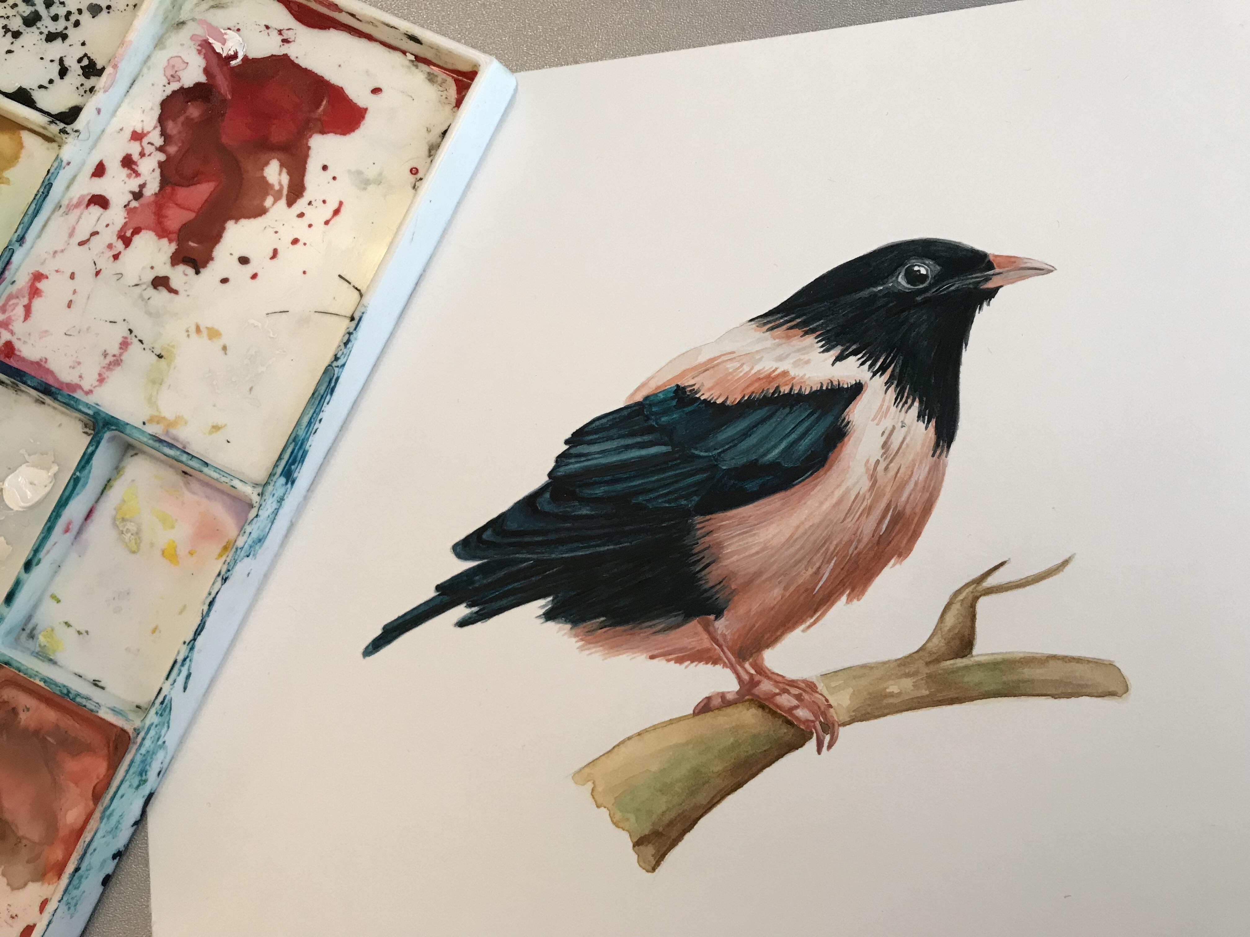 4032x3024 Rose Coloured Starling - Starling Painting