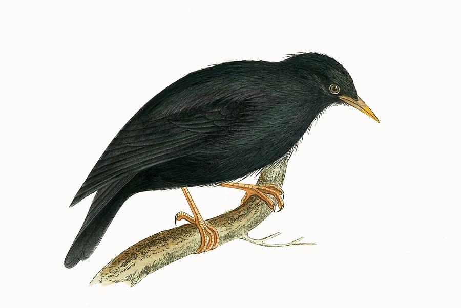 900x602 Sardinian Starling Painting By English School - Starling Painting