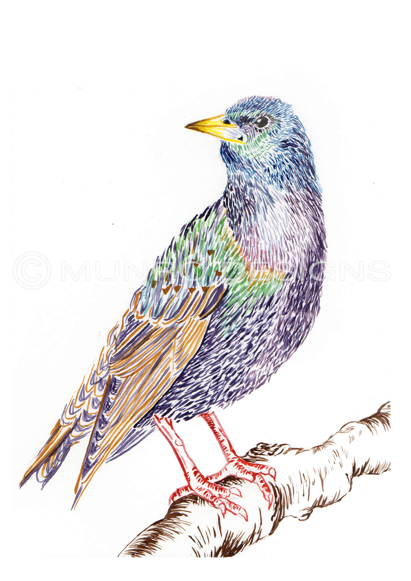 1414x2000 Starling, Watercolour Painting - Starling Painting