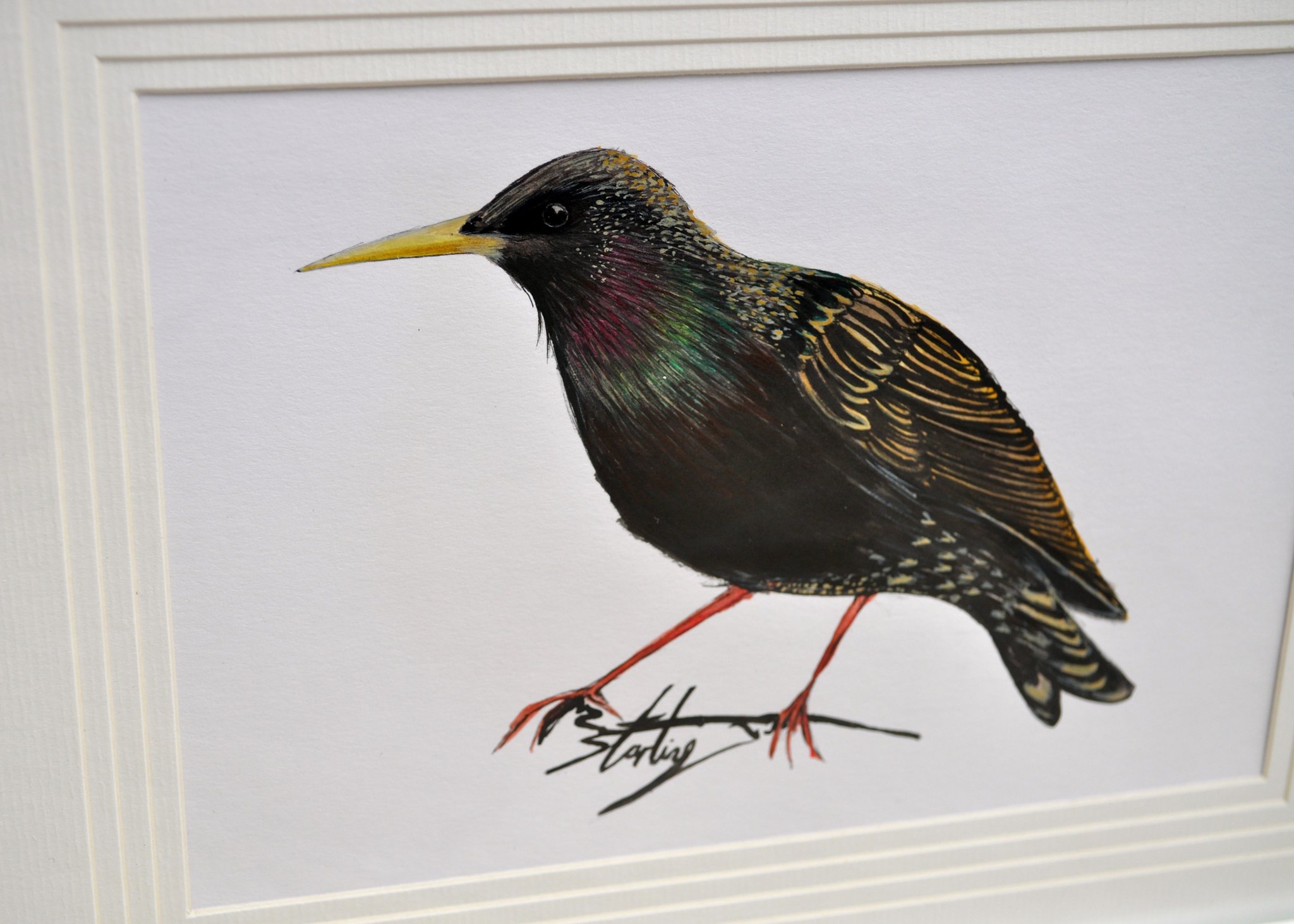 2048x1463 Starling Bird Painting - Starling Painting
