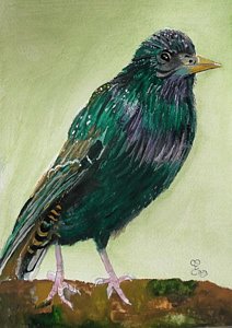 212x300 Starling Paintings - Starling Painting