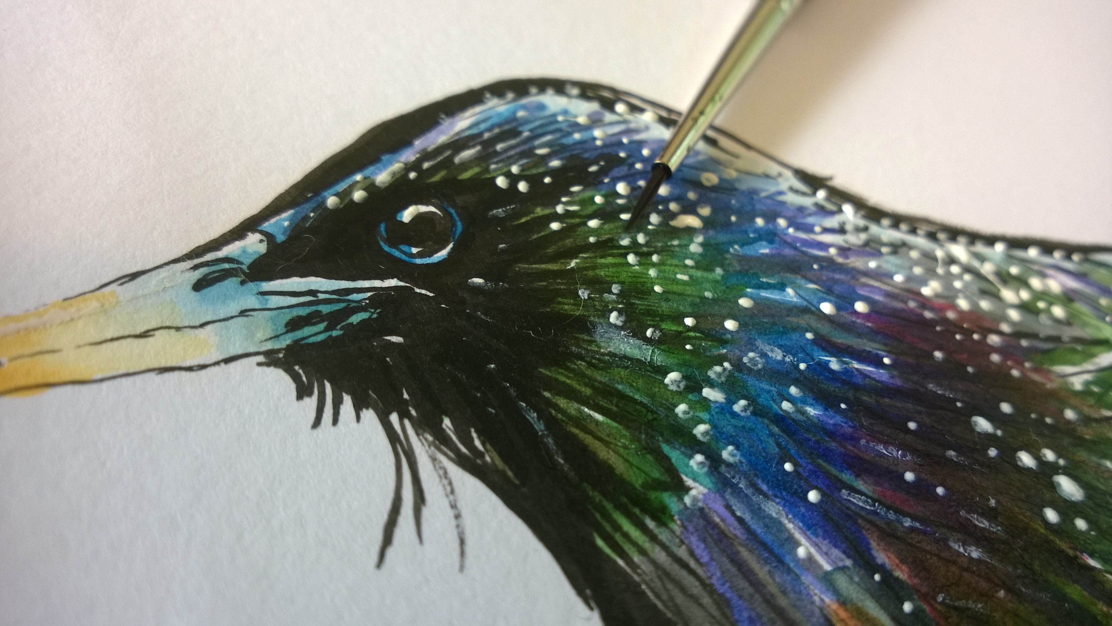 3552x2000 Starling Splash! Rebecca Storch - Starling Painting