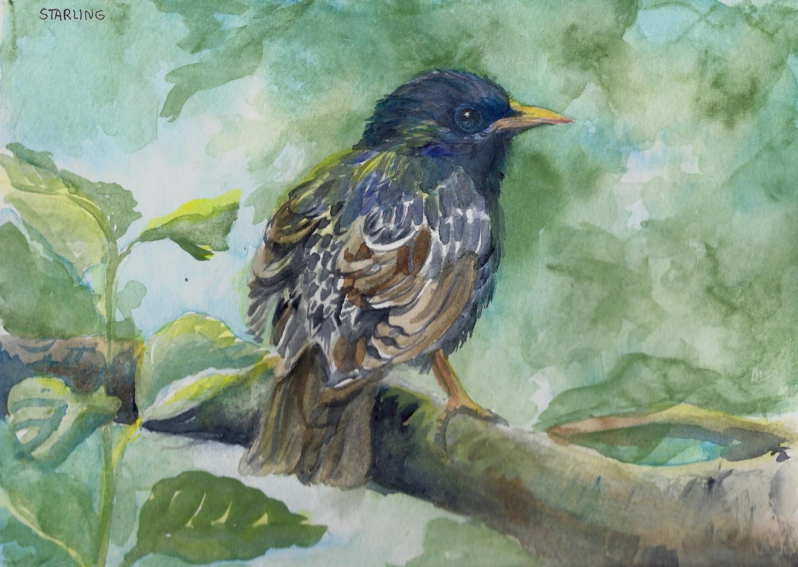 1600x1137 Starling Week 11 - Starling Painting