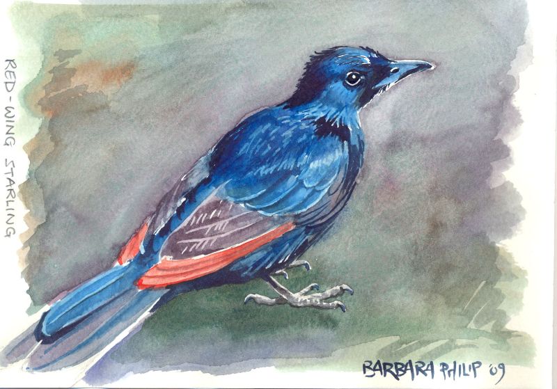 Starling Painting at PaintingValley.com | Explore collection of ...