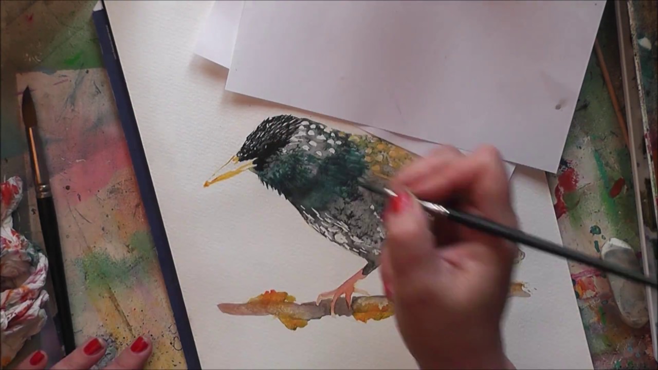 1280x720 Starling Water Colour Painting Peinture Aquarelle - Starling Painting