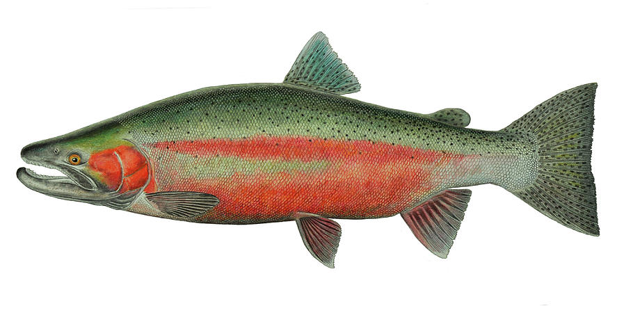 900x453 Kispiox Giant Steelhead Painting By Paul Vecsei - Steelhead Painting