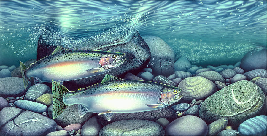 900x458 Spawning Steelhead Trout Painting By Jq Licensing - Steelhead Painting