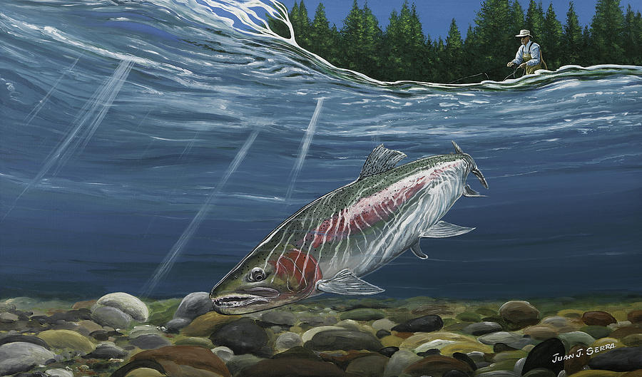 900x529 Steelhead Painting By Juan Jose Serra - Steelhead Painting