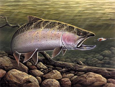 400x302 Photos Of Artists Spoon Fed Steelhead Art Artist - Steelhead Painting