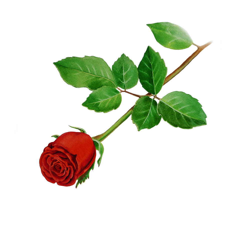 900x900 Red Rose Painting By Irina Sztukowski - Stem Painting