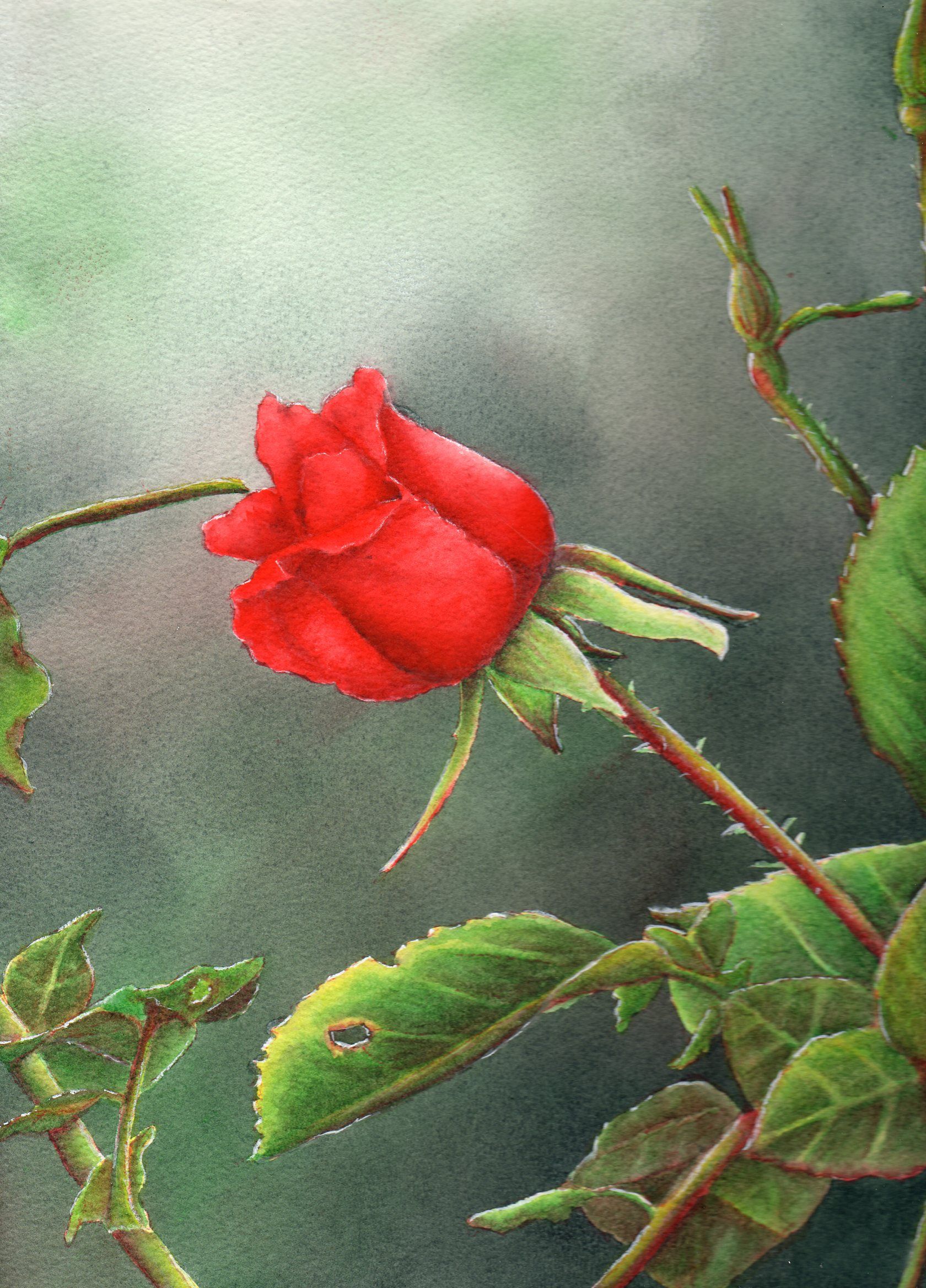 1680x2336 Red Long Stem Rose Watercolor Painting By Arkansas Artist Sheri - Stem Painting