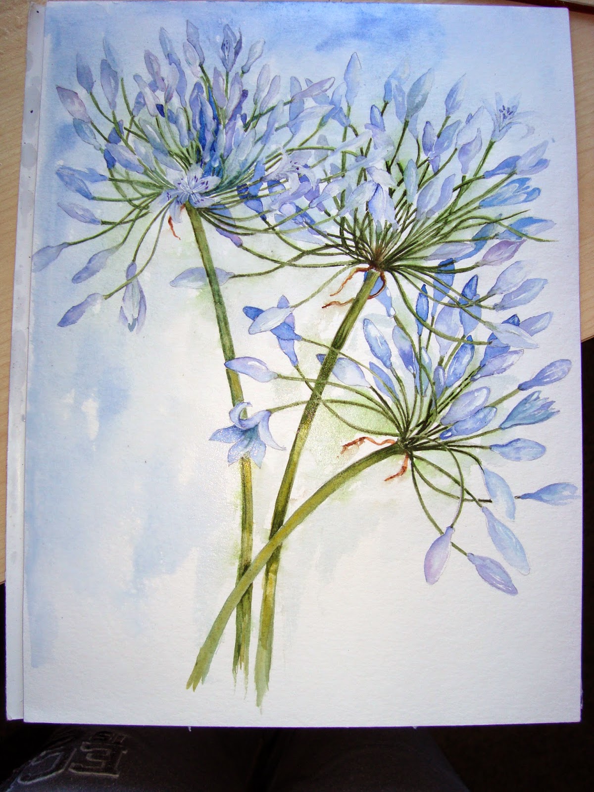 1200x1600 Watercolour Florals Agapanthus - Stem Painting