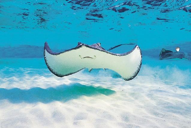 637x427 Sea Life Ray Painting Framed Paintings For Sale - Stingray Painting