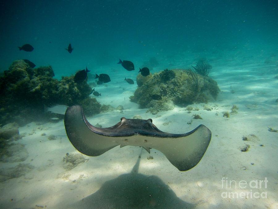 900x675 Stingray Painting By John Malone - Stingray Painting