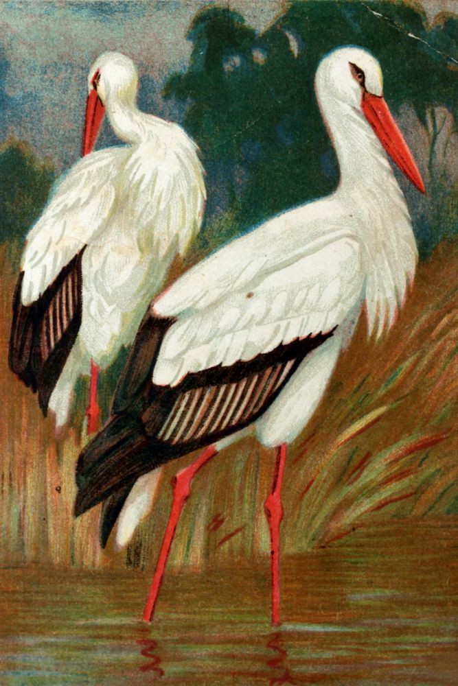 Stork Painting at PaintingValley.com | Explore collection of Stork Painting