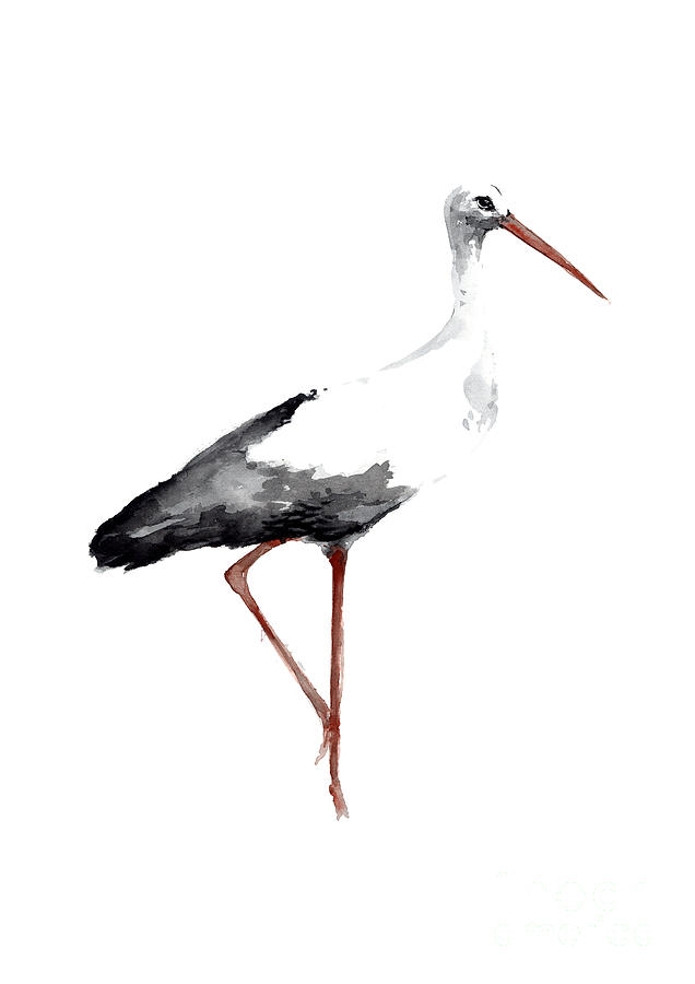 636x900 Drawing, Animal Bird, Stork Art Print, Watercolor Poster, Bird - Stork Painting
