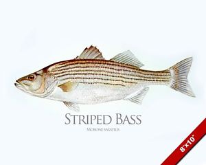 300x240 Striped Bass Fish Painting American Fishing Art Real Canvas Print - Striped Bass Painting