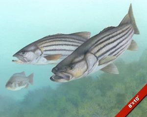 300x240 Swimming Large Striped Bass Fish Painting Sport Fishing Art Real - Striped Bass Painting