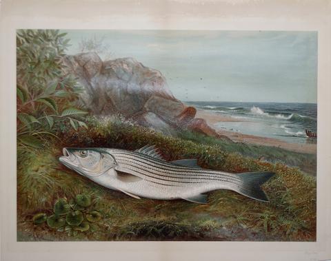 480x379 Samuel A. Kilbourne (1836 1881), Striped Bass Arader Galleries - Striped Bass Painting
